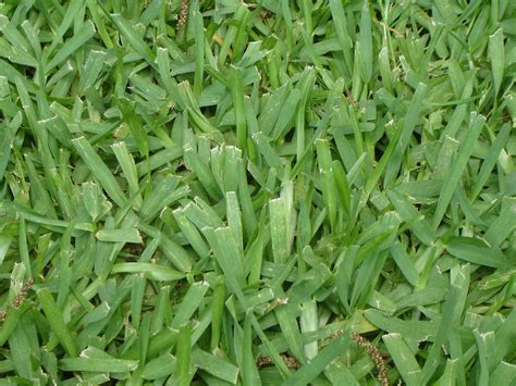 How to Kill Bermuda Grass in St Augustine Grass | eHow UK