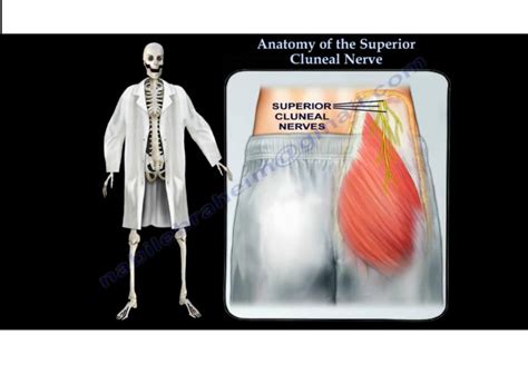 Anatomy of Superior Cluneal Nerves — OrthopaedicPrinciples.com