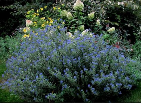 Caryopteris ‘Dark Night’ Blue Mist shrub – One Earth Botanical