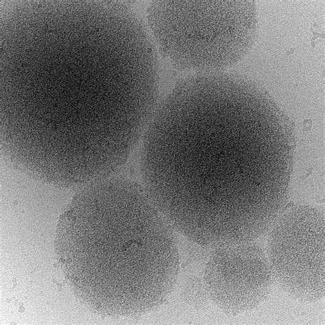 Biomolecular Condensate of a P [IMAGE] | EurekAlert! Science News Releases