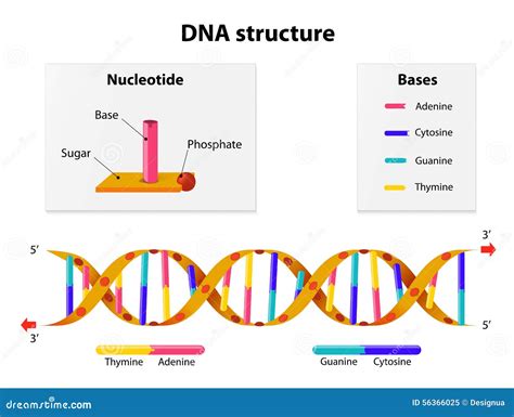 DNA structure stock vector. Illustration of helix, cell - 56366025