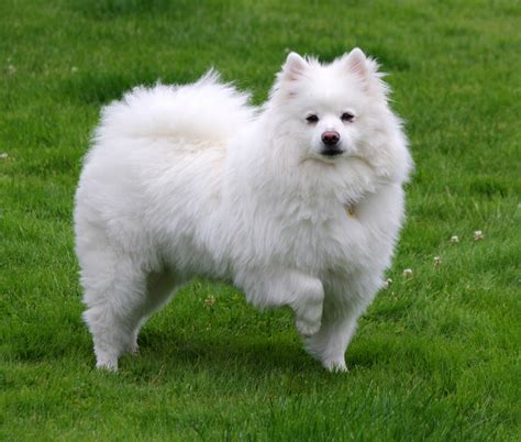 Japanese Spitz vs American Eskimo Dog - Breed Comparison