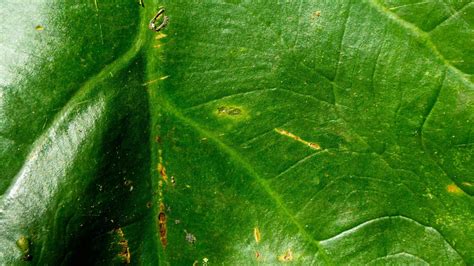 green leaves texture as background 16742754 Stock Photo at Vecteezy