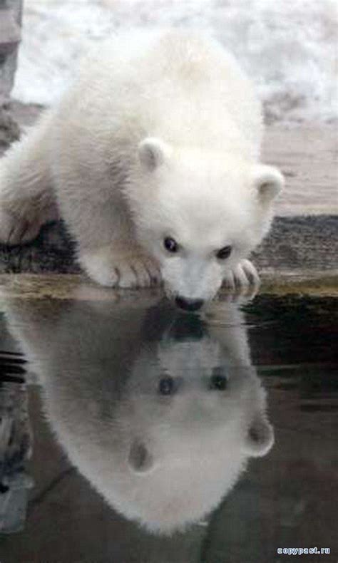 Polar Bears on Hudson Bay, Canada | Hudson bay, Polar bear and Animal ...