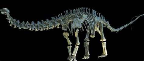 Mounted cast skeleton of Brontosaurus parvus(UW 15556)