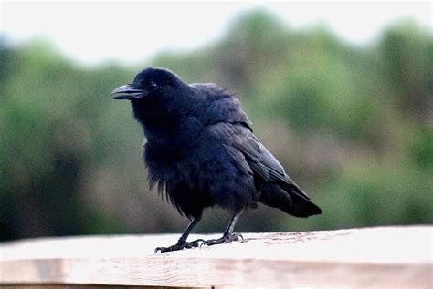 American Crow