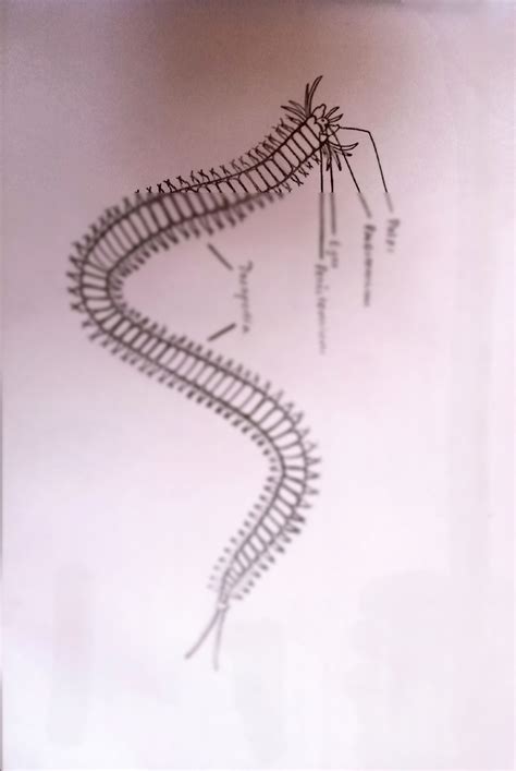 SOLUTION: Diagram of nereis sand worm - Studypool