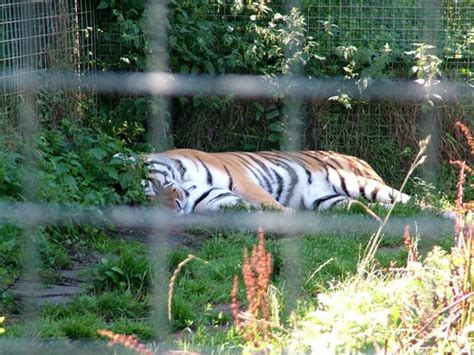 087_28-07-2005_iow_sandown_zoo | Siberian Tiger | Mark Ferbert | Flickr