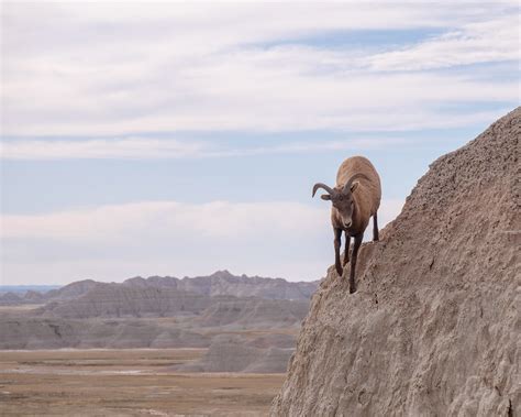 Bighorn Sheep, Badlands National Park 10/11/17 #badlandsnp… | Flickr