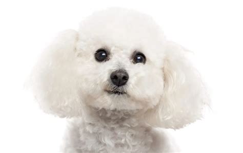 PharmaDNA CombiBreed Bichon Frise, 50% OFF | techuda.com