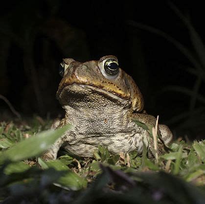 What is missing? | Invasive Species, Cane Toad