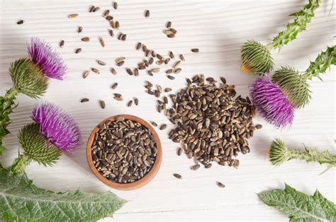 Milk Thistle For Liver: 5 Milk Thistle Benefits | Perfect Origins