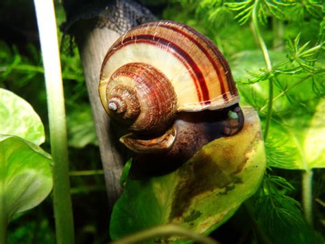 The Snail Free Stock Photo - Public Domain Pictures