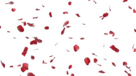 Red Rose Petals Falling Stock Footage Video 1685308 - Shutterstock