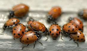 Ladybird Facts For Kids | Facts about Ladybirds For Kids
