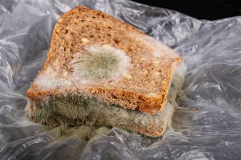 Mold Sandwich Stock Photos, Pictures & Royalty-Free Images - iStock