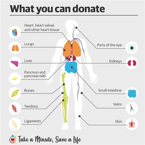 Organ donation Australia: What you can donate | The Courier-Mail ...