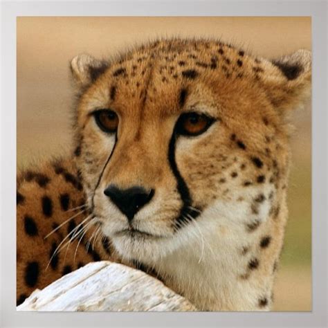 Cheetah Poster | Zazzle.com