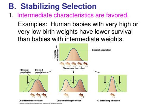 PPT - Biology Chapter 16 PowerPoint Presentation, free download - ID:813973