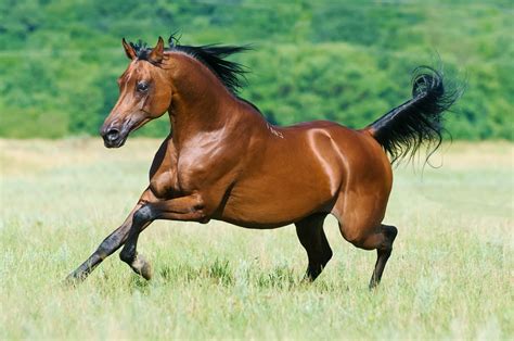 Arabian Horse: Horse Breed Profile and Information