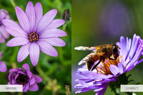 26 Flower Photography Tips: Creative Flower Bouquet & Macro