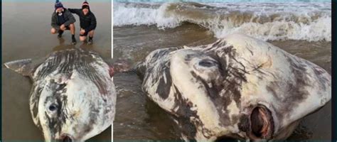 Rarest sea creature appears on Australian Beach, tourists say it looks like an alien | NewsTrack ...