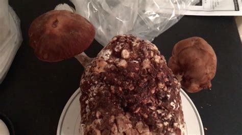 Shiitake Mushroom Growing Kit Product Review - Great Escape Farms