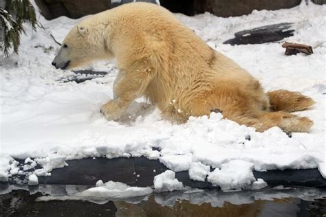 Feature: Paralyzed polar bear striving for recovery in Moscow Zoo-Xinhua