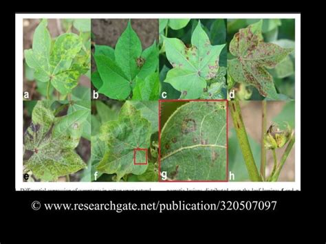 Cotton leaf curl virus