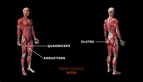 What Muscles Does The Leg Press Work? – Sport Science Insider