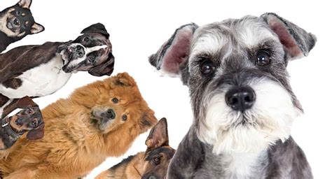 Schnauzer Mixes - Which One Is Right For You?