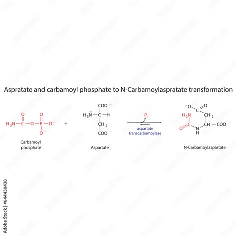 Biotransformation of Aspratate and carbamoyl phosphate to N-Carbamoylaspratate via enzymatic ...