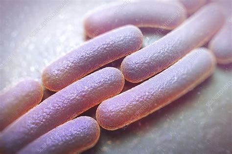 Shigella sonnei Bacteria, artwork - Stock Image - C020/5644 - Science Photo Library