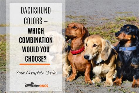 Dachshund Colors — Which Combination Would You Choose?