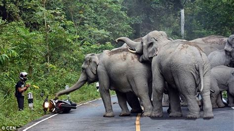 'Elephant Gangsta Group' irritated by motorcycle noise roughened up rider, make him beg for ...