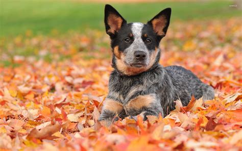 Australian Cattle Dog [2] wallpaper - Animal wallpapers - #42039