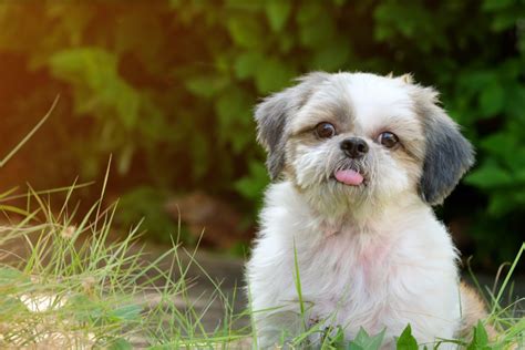 Non-Shedding Dog Breeds - Pets Training and Boarding