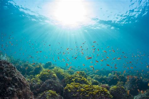 Rays of Sunlight Shining into Sea, Underwater View Stock Photo - Image ...