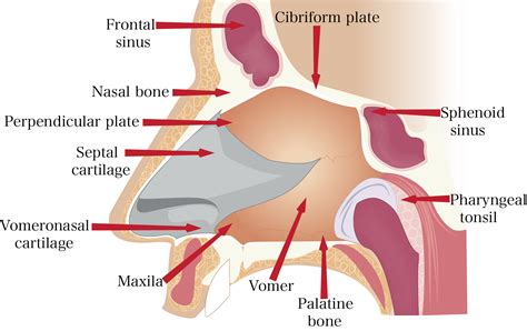 Human Nose Bone Anatomy