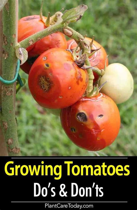 Tomato Plant Care Growing Tips – Do’s and Don’ts | Tomato plant care ...