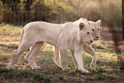 世界各国のセレブリティも訪れる ライオン＆サファリパーク | 観光スポット | 南アフリカ観光局