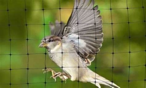 Pigeon Pest Control Services, Pigeon Controlling Services, पिजन कंट्रोल ...