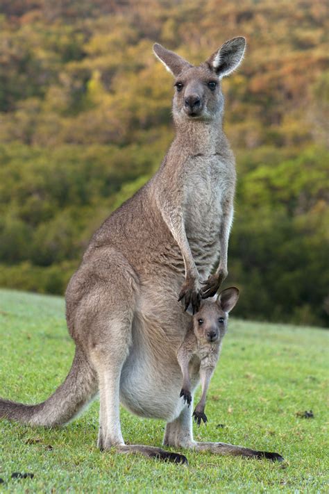 Marsupiais - Animais - Biologia - InfoEscola