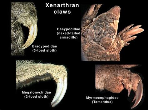 order Xenarthra - anteaters, sloths, armadillos (The Xenarthra are ...