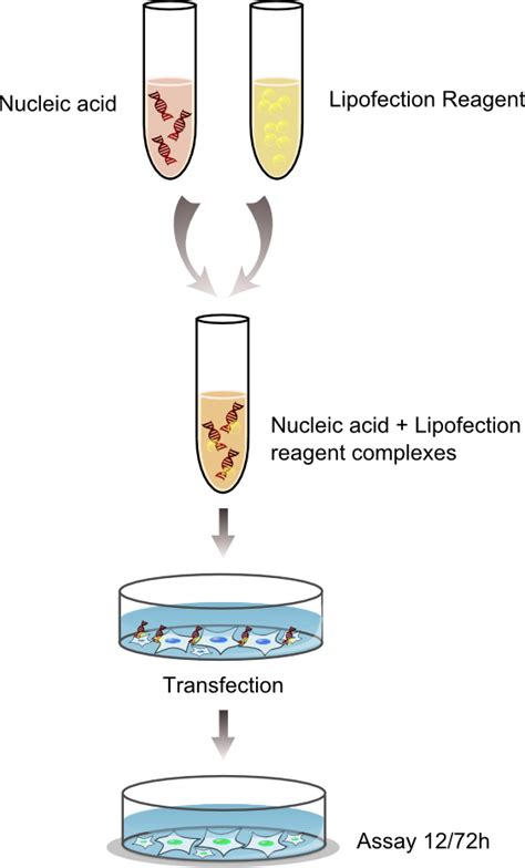 Lipofection - ozbiosciences