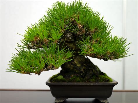 Bonsai Japan :: Japanese black pine