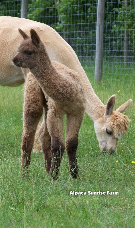 HUACAYA ALPACAS. Mom & Baby. Alpaca Sunrise Farm is a full-service ...