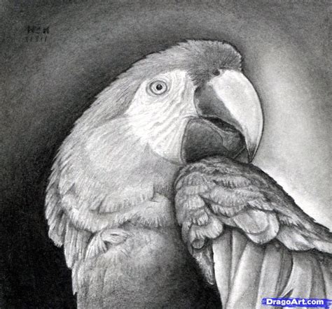 How to Draw a Realistic Parrot, Scarlet Macaw, Step by Step, Birds, Animals, FREE Online Drawing ...