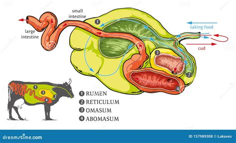 The Cow stomach system stock vector. Illustration of reticulum - 157989308