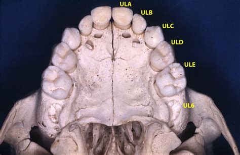 primary anatomy of teeth